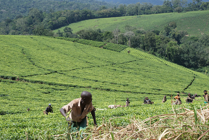 Around Africa Safaris Uganda, Mountain gorilla trekking, Chimpanzee trekking, Safari game drives, 1000+ bird species, 330 mammal species, Birding, White water rafting, Rwenzori mountain hikes, River Nile boat rides, Community tourism, Uganda