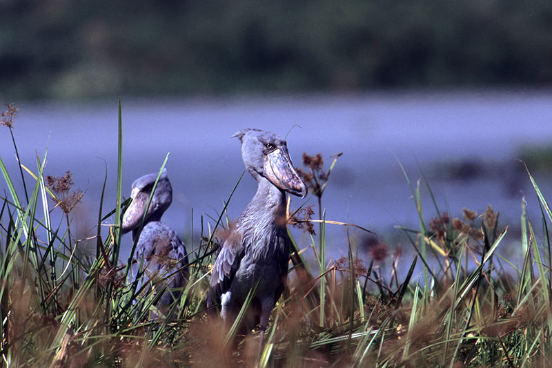 Around Africa Safaris Uganda, Mountain gorilla trekking, Chimpanzee trekking, Safari game drives, 1000+ bird species, 330 mammal species, Birding, White water rafting, Rwenzori mountain hikes, River Nile boat rides, Community tourism, Uganda