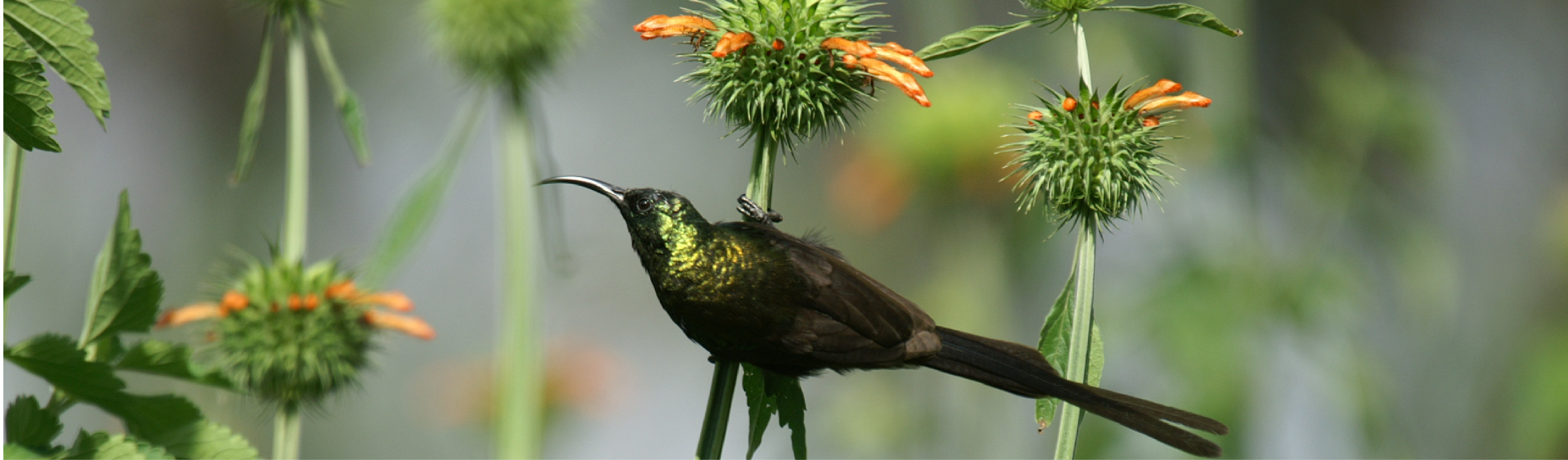 Bunyonyi Safaris Uganda, Accommodation, Nature Lodges, Nature Walks, Biking, Boat Ride, Canoeing, Community Tours, Bird Watching, Cultural Tourism, Games, Team Building Activities Uganda