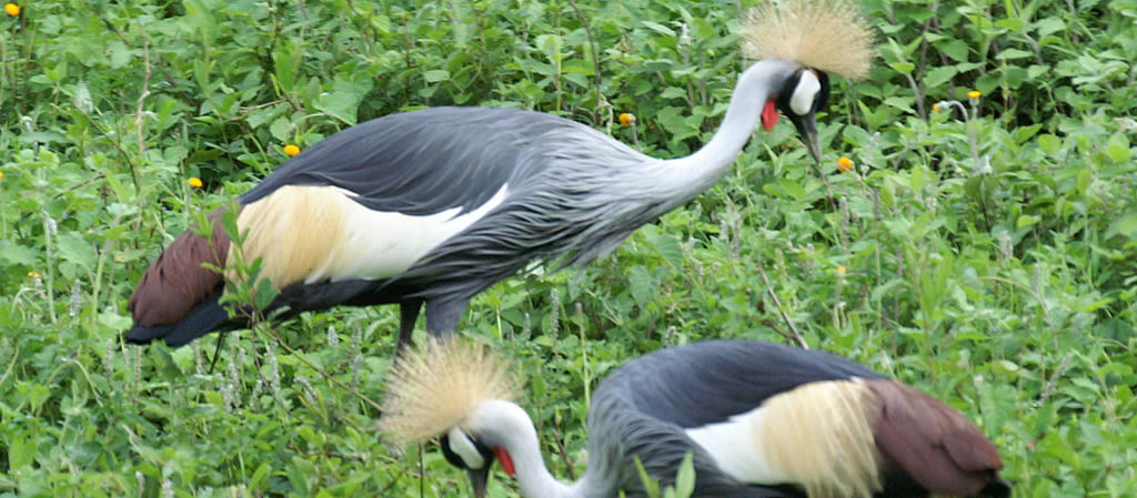 Bunyonyi Safaris Uganda, Accommodation, Nature Lodges, Nature Walks, Biking, Boat Ride, Canoeing, Community Tours, Bird Watching, Cultural Tourism, Games, Team Building Activities Uganda