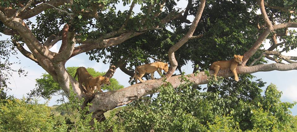 Great Lakes Safaris Uganda, Tours & Travel, Gorilla Tracking, Chimpanzee Tracking, White Water Rafting, Wildlife Viewing, Birding Safari, Honeymoon Packages, Culture Tours, Hiking Tours, Primate Safaris, Accommodation Lodges, Hot Balloon Safaris Uganda, Africa