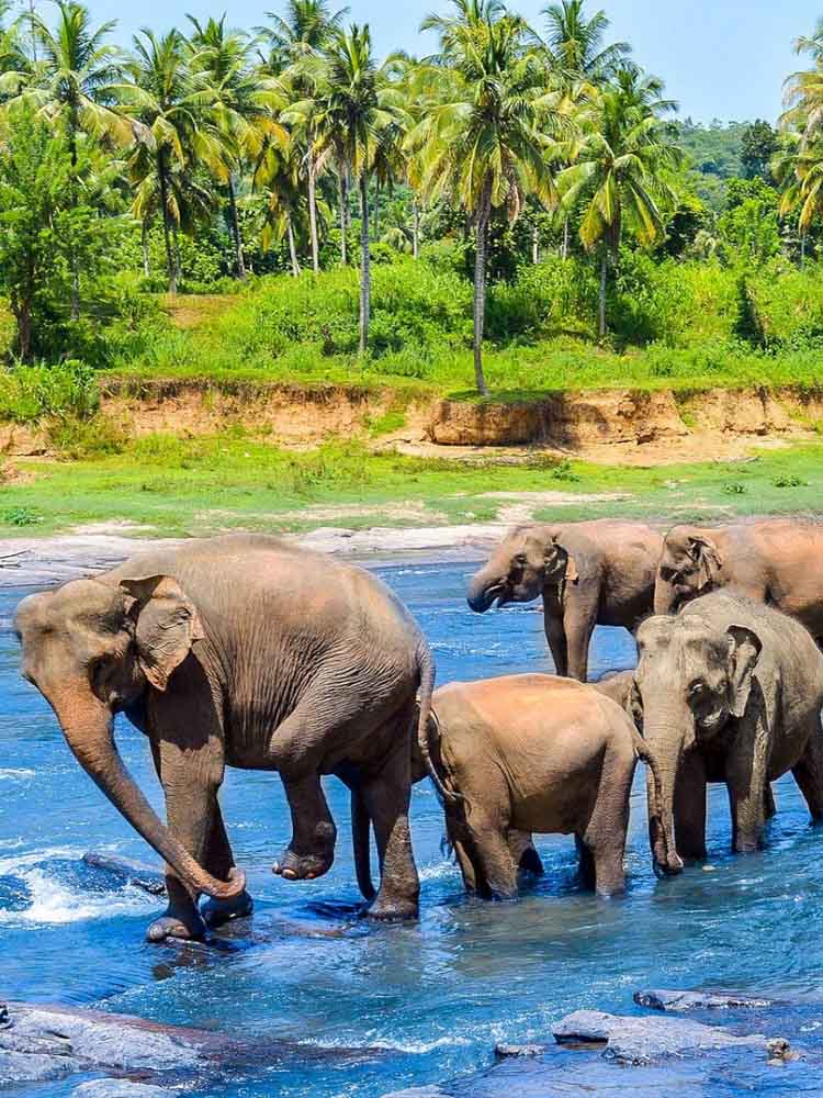 Top Attractions Sri Lanka. Sri Lanka Leading Tourist Attractions. Holiday Tours And Travel. Ugabox.com