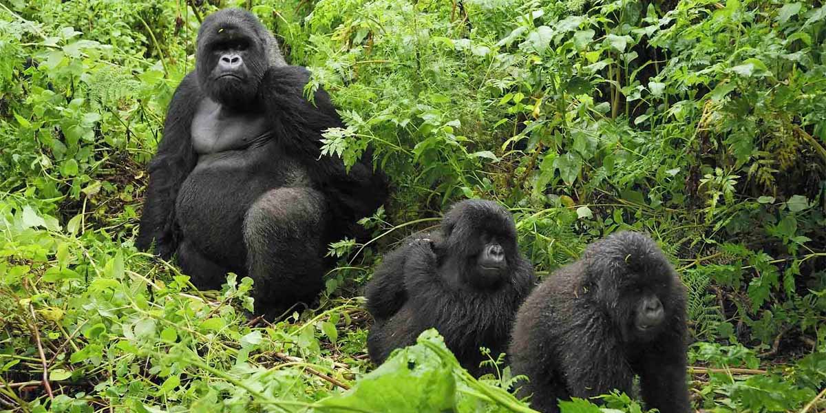 Global Information on Gorilla Tours. Gorilla Tours Youtube Videos: Information, Tour, Travel, Tourism, Business, Companies, Trade, Investment, Brands, Marketing, Tourism Marketing, Tourism Destinations, Business Markets Globally. Ugabox.com