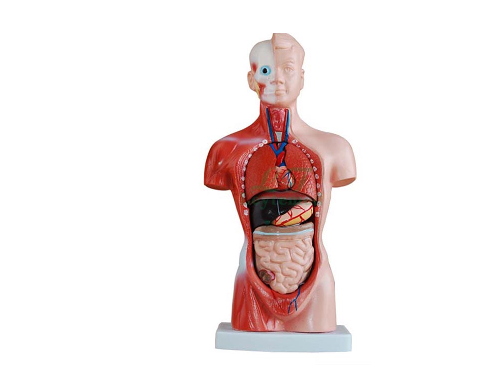 Anatomical Training Models in Kampala Uganda. Leading Medical Supplies Companies in Uganda, Hospital Equipment, Medical Supplies, Healthcare, Medicare, Dental Equipment, Clinical Equipment, Medical Devices, Medical Machinery, Diagnostic Equipment, Scientific, Laboratory, Medical Instruments, Medical Supply & Supplier Companies in Uganda, Ugabox