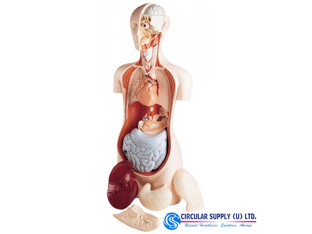 Anatomical Training Models for Sale in Kampala Uganda. Medical Training Models/Dummies in Uganda, Medical Supply, Medical Equipment, Hospital, Clinic & Medicare Equipment Kampala Uganda, Circular Supply Uganda, Ugabox