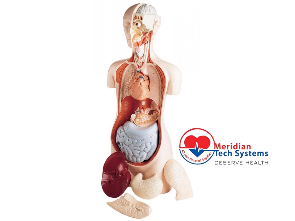 Anatomical Training Models for Sale in Kampala Uganda. Medical Training Models/Dummies in Uganda, Medical Supply, Medical Equipment, Hospital, Clinic & Medicare Equipment Kampala Uganda, Meridian Tech Systems Uganda, Ugabox