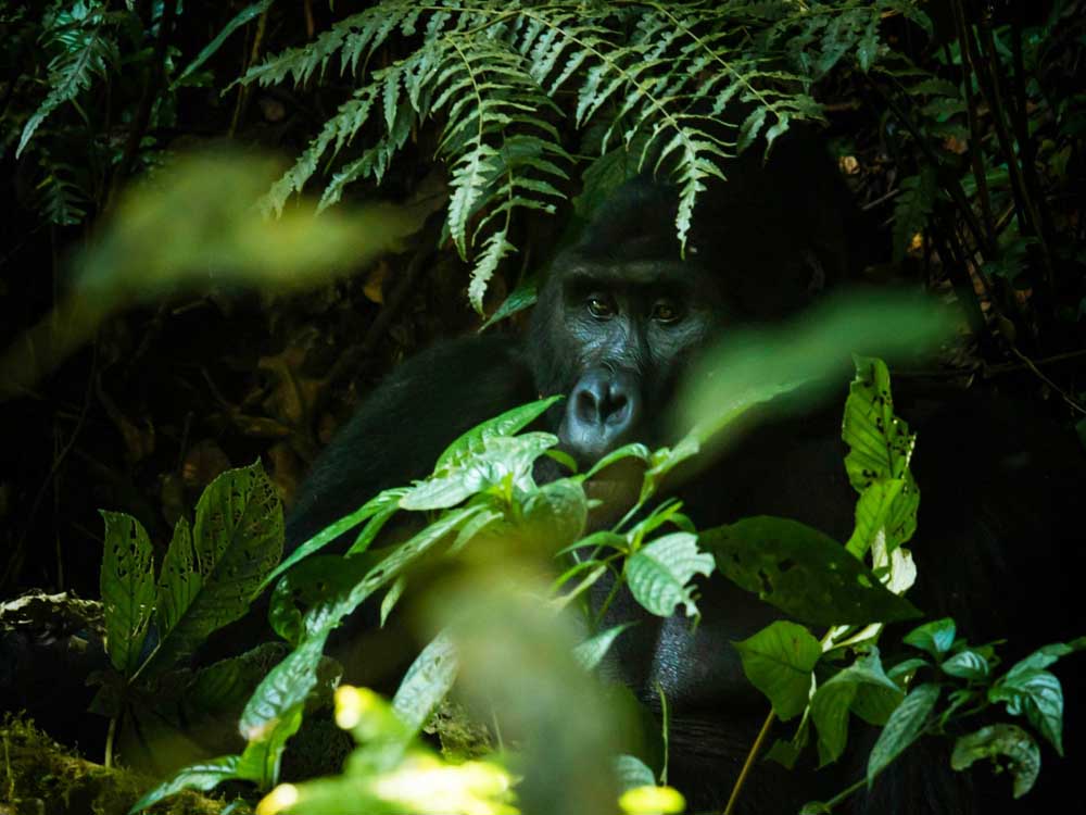 Gorilla trekking in Bwindi Impenetrable National Park Uganda. Nature lovers and wild safari adventures Uganda, East Africa. Ugabox.com