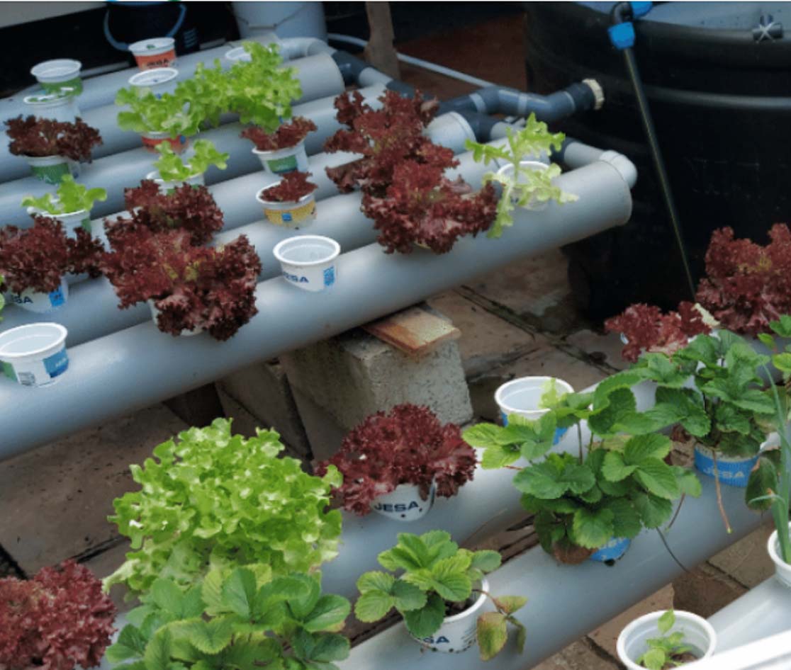 Urban Farming Solutions Uganda. Aquaponics and Hydroponics, Smart Agriculture Systems. Urban Greens Ltd. ugabox.com 