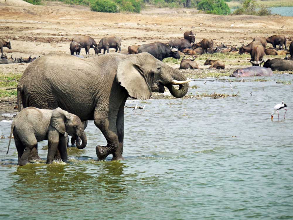 Tourism in Uganda. Tourism Companies in Uganda. Tour operators, Flights booking, Tourist accommodation, Tourist hotels and lodges, Tourist transportation: tour vehicles and airport pick ups and drops, Tour activities and events, Popular tourist destinations in Uganda: Bwindi Impenetrable Forest National Park, Queen Elizabeth National Park, Murchison Falls National Park, Kibale National Park, Lake Mburo National Park, Rwenzori Mountains National Park, Entebbe, Jinja, Lake Bunyonyi, Lake Victoria-Ssese Islands, Kidepo Valley National Park. Tourist Lodges And Hotels in Kampala Uganda, East Africa. Ugabox